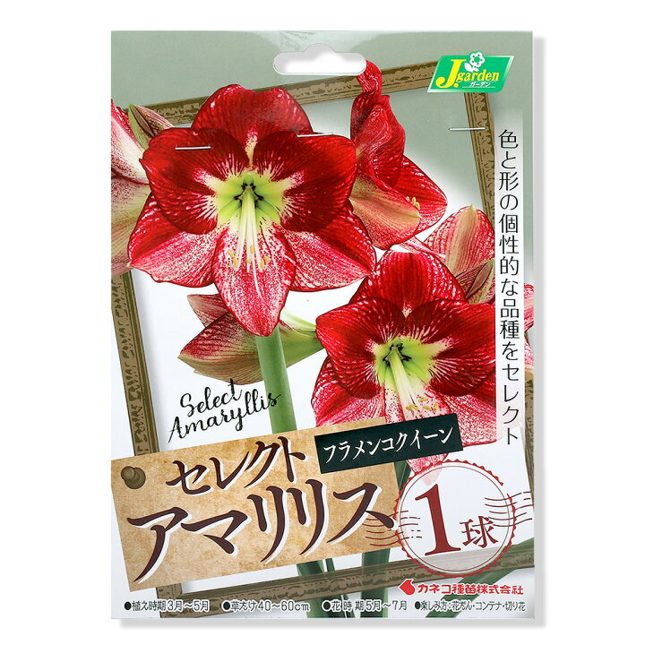 楽天市場 観葉植物 球根 アマリリス球根 セレクトアマリリス フラメンコクイーン 1球詰 1袋 Charm 楽天市場店 楽天市場 観葉植物 球根 アマリリス球根 セレクトアマリリス フラメンコクイーン 1球詰 1袋 Charm 楽天市場店