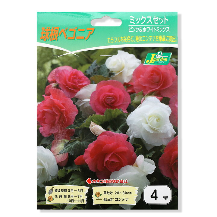 楽天市場 観葉植物 球根ベゴニア ピンク ホワイト ４球詰 １袋 Charm 楽天市場店