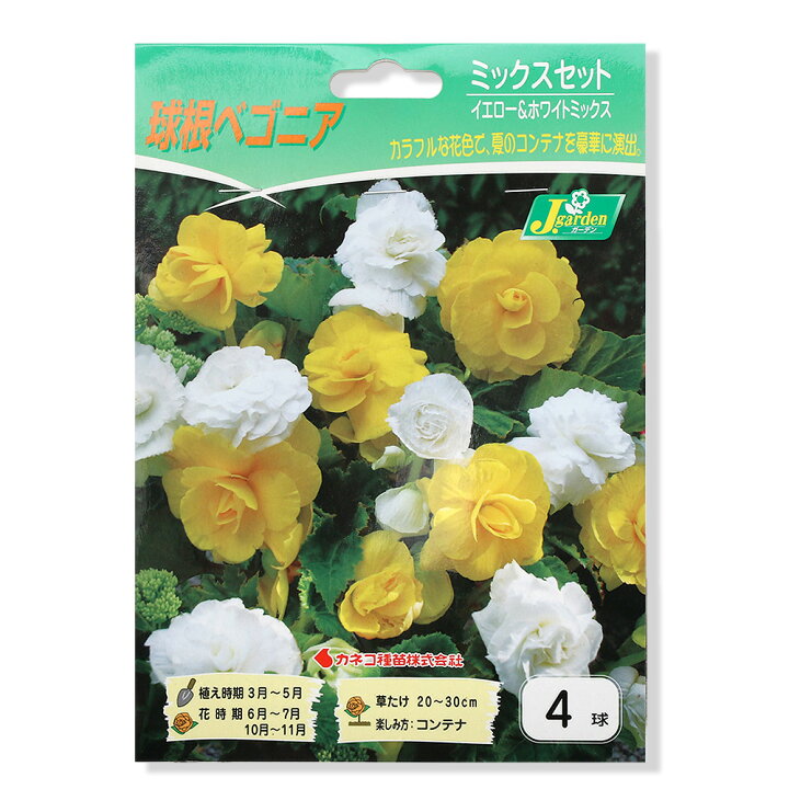 楽天市場 観葉植物 球根ベゴニア イエロー ホワイト ４球詰 １袋 Charm 楽天市場店