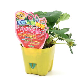 (観葉植物)野菜苗 イチゴ苗 次郎三郎四郎のいちご苗 とよのか 3.5号(1ポット) 果物 フルーツ
