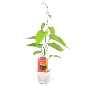 iϗtAjCJibc@3i1|bgj@ƒ؉