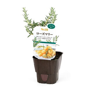 (観葉植物)S&B 野菜苗 ローズマリー 3号(1ポット) 家庭菜園