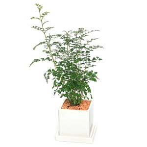 (観葉植物)シマトネリコ 陶器鉢植え マットホワイト(1鉢) 受皿付 セラミス 鉢植え おしゃれ 室内 プレゼント