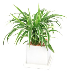 iϗtAjVId@픫A@}bgzCgi1j@Mt@Z~X@A@@@v[g