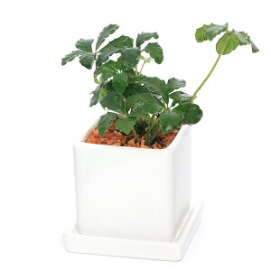 iϗtAjVK[oC@픫A@_CXSi1j@Mt@Z~X@A@@@v[g