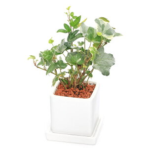 iϗtAjwf@픫A@_CXSi1j@Mt@Z~X@A@@@v[g