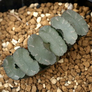 iAjnI`A@ʐ@Ic@2D5`3i1j