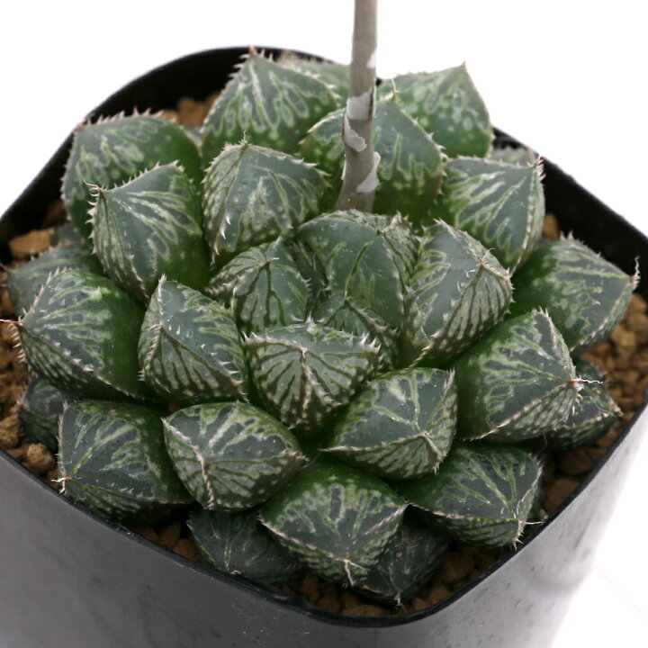 楽天市場 観葉植物 品種系ハオルチア オブツーサ交配美種 ミラーボール 2 5号 1鉢 Charm 楽天市場店 楽天市場 観葉植物 品種系ハオルチア オブツーサ交配美種 ミラーボール 2 5号 1鉢 Charm 楽天市場店