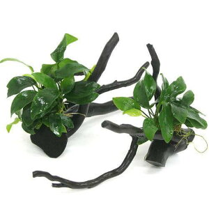 (水草)アヌビアスナナ ボンサイ(インボイス)枝状流木付 Mサイズ(1本)(20cm〜)