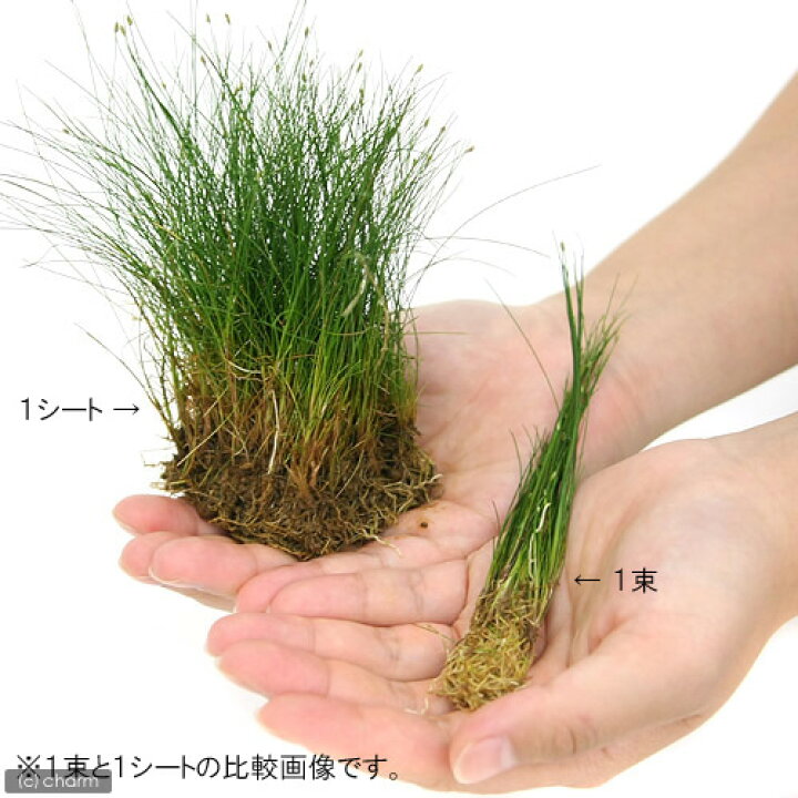 楽天市場 水草 ヘアーグラス ショート 水上葉 土付き ３０ｃｍ水槽用 無農薬 １シート分 Charm 楽天市場店