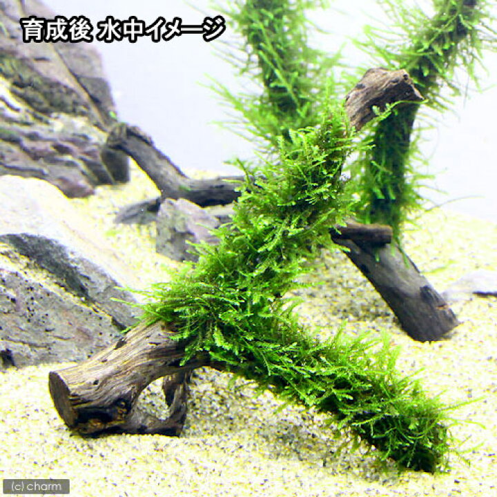 市場 水草 流木ｓサイズ 巻きたて 草たちの水景