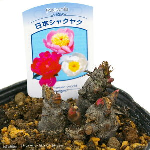 iR쑐jjzVNNi{䉖jԐF܂@3`4i1|bgjixԁj