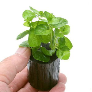 ijJ[i~itjO|bgti_ji1j