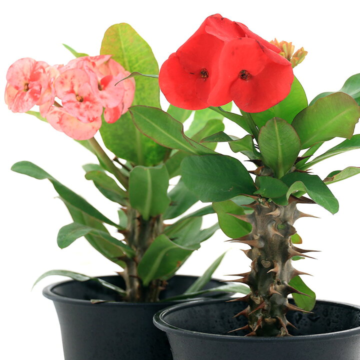 楽天市場 観葉植物 ユーフォルビア 花キリン 花色おまかせ ４号 １鉢 Charm 楽天市場店
