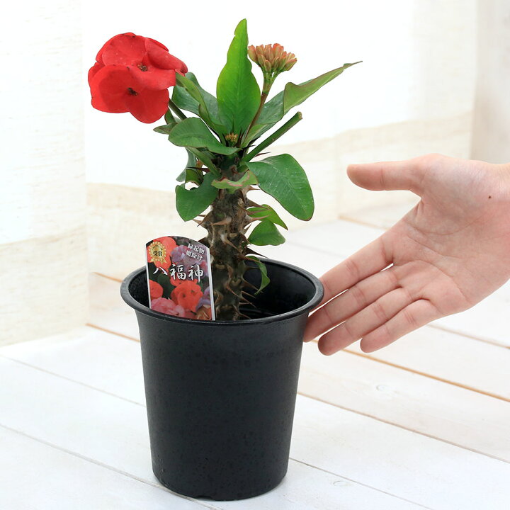 楽天市場 観葉植物 ユーフォルビア 花キリン 花色おまかせ ４号 １鉢 Charm 楽天市場店