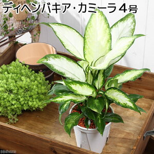 iϗtAjfBtFoLA@J~[@4i1j