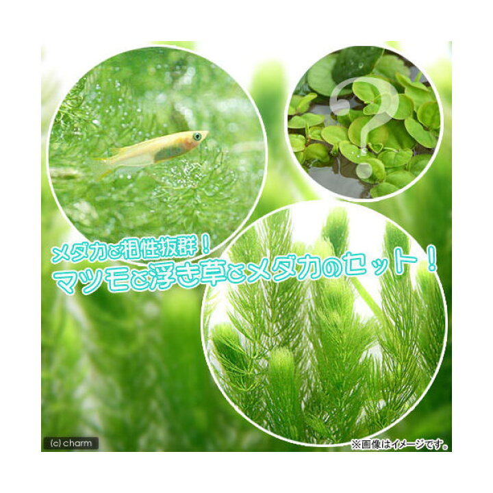 303円 メーカー直送 水草 メダカ 金魚藻 国産 無農薬アナカリス ５本 おまかせ浮き草