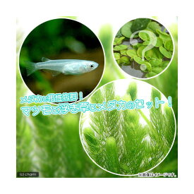 楽天市場 ミナミヌマエビ 飼育 セットの通販