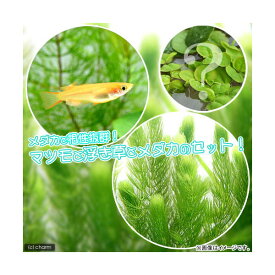 （めだか）（水草）楊貴妃メダカ　楊貴妃メダカ（4匹）＋マツモ（無農薬）（5本）＋おまかせ浮き草3種