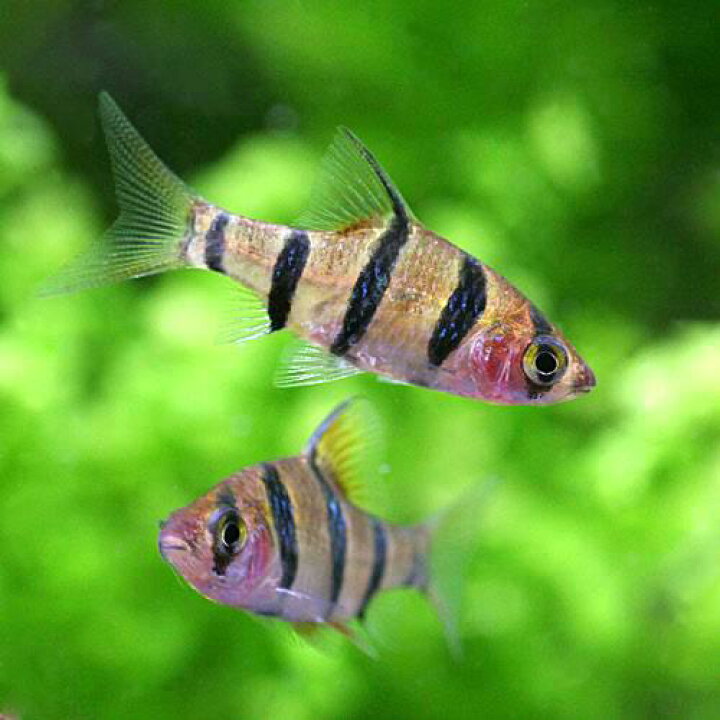 正規品質保証 熱帯魚 スマトラ ２匹 グリーンスマトラ 北海道航空便要保温 Shipsctc Org