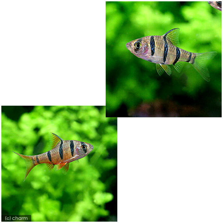 楽天市場 熱帯魚 プンティウス ペンタゾナ ジョホレンシス ２匹 北海道 九州 沖縄航空便要保温 Charm 楽天市場店