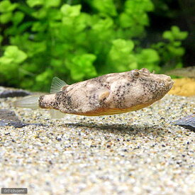 楽天市場 淡水フグ 観賞魚 熱帯魚 アクアリウム ペット ペットグッズの通販