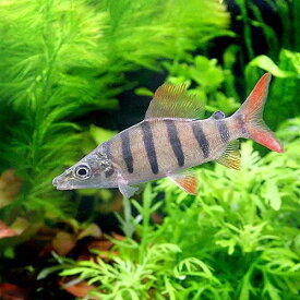 （熱帯魚）ロングノーズクラウン・テトラ（1匹）　北海道・九州航空便要保温