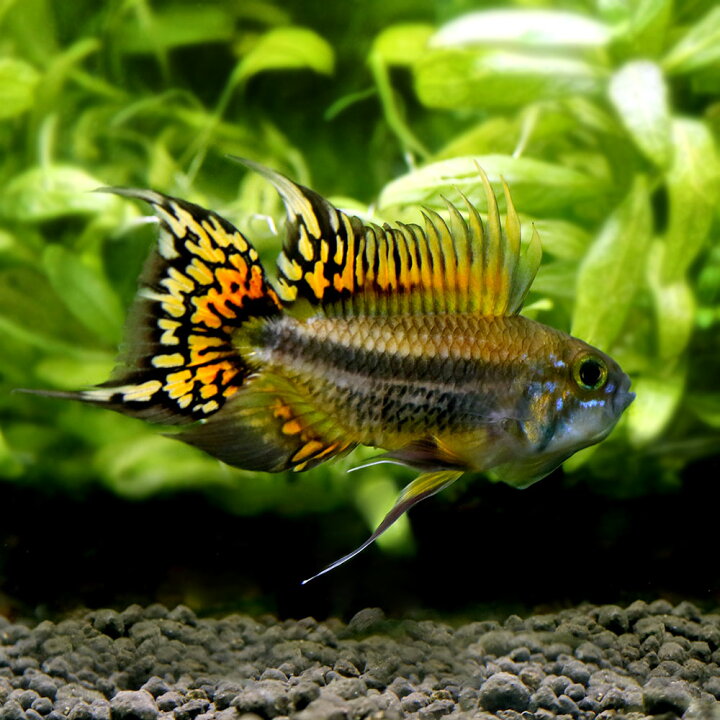 楽天市場 熱帯魚 アピストグラマ カカトイデス ダブルレッド １ペア 北海道 九州 沖縄航空便要保温 Charm 楽天市場店
