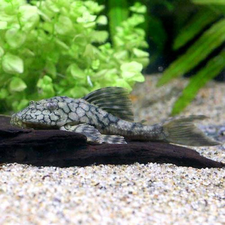 楽天市場 熱帯魚 スネークスキン プレコ ワイルド 1匹 北海道 九州航空便要保温 沖縄別途送料 Charm 楽天市場店 楽天市場 熱帯魚 スネークスキン プレコ ワイルド 1匹 北海道 九州航空便要保温 沖縄別途送料 Charm 楽天市場店