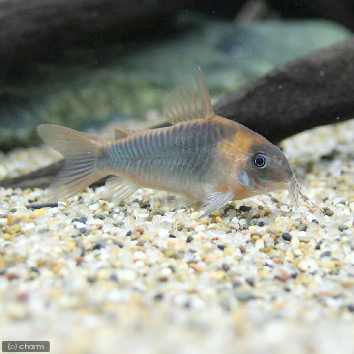 楽天市場 熱帯魚 コリドラス スーパーエクエス ワイルド ３匹 北海道 九州 沖縄航空便要保温 沖縄別途送料 Charm 楽天市場店