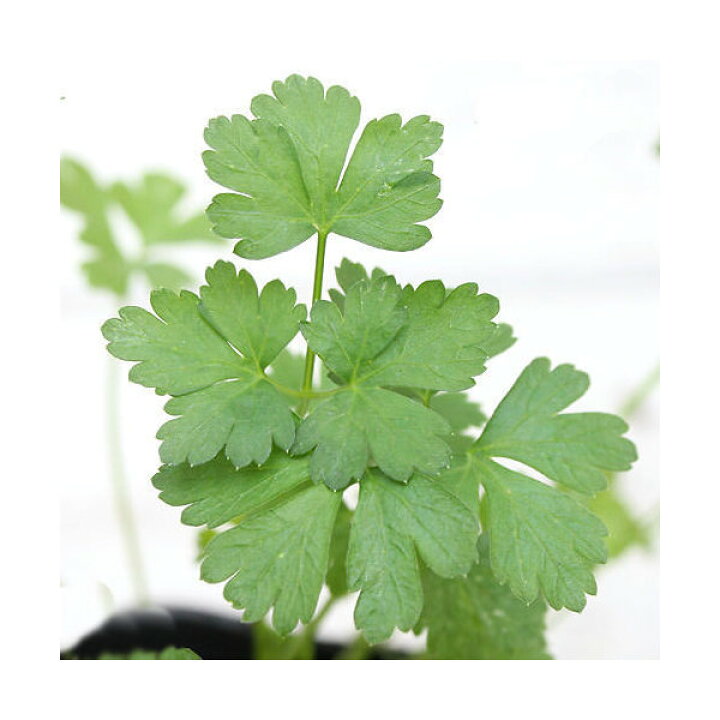 楽天市場 観葉植物 ハーブ苗 パセリ イタリアンパセリ ３ ３ ５号 １ポット 家庭菜園 料理 Charm 楽天市場店