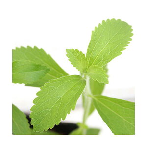 (観葉植物)ハーブ苗 ステビア 3号(1ポット) 家庭菜園 料理