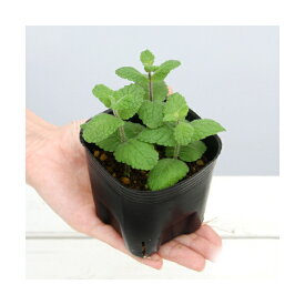 楽天市場 アップルミント 苗の通販