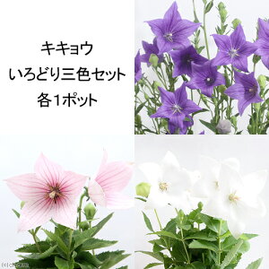 iR쑐jLLE@ǂOFZbgi1Zbgj