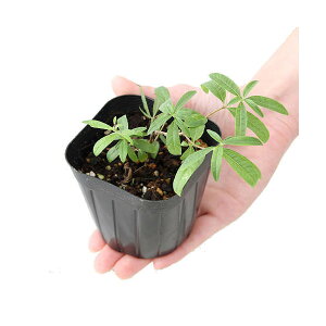 y11^1zIm21I1ő100@iϗtAjn[uc@o[xi@3i1|bgj@ƒ؉