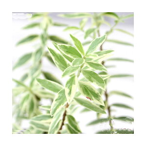 iϗtAjn[uc@}[g@h[t@3i1|bgj@ƒ؉