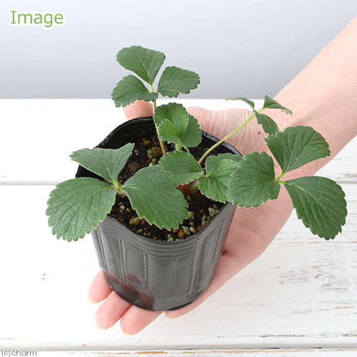楽天市場】（観葉植物）ハーブ苗 ワイルドストロベリー ピンクパンダ 