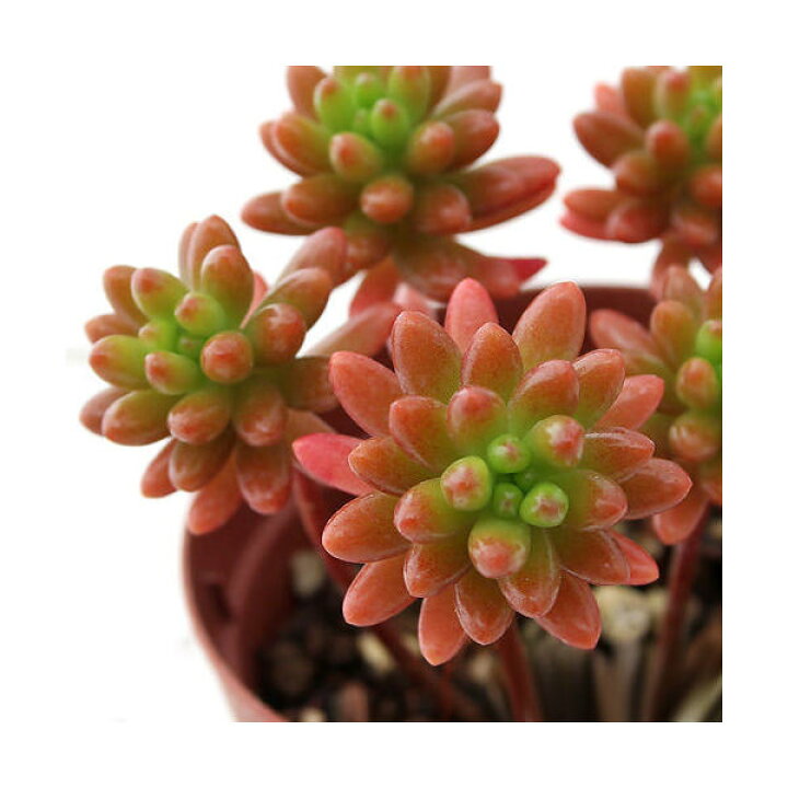 楽天市場 観葉植物 セダム 虹の玉 2 5号 1鉢 Charm 楽天市場店 楽天市場 観葉植物 セダム 虹の玉 2 5号 1鉢 Charm 楽天市場店