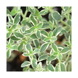 (観葉植物)ハーブ苗 タイム シルバー 3号(1ポット) 家庭菜園 料理 ティー