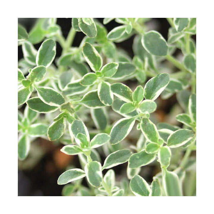 楽天市場 観葉植物 ハーブ苗 タイム シルバータイム 3号 1ポット 家庭菜園 料理 ティー 北海道冬季発送不可 Charm 楽天市場店 楽天市場 観葉植物 ハーブ苗 タイム シルバータイム 3号 1ポット 家庭菜園 料理 ティー 北海道冬季発送不可 Charm 楽天市場店