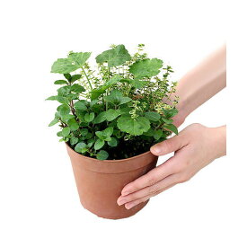 楽天市場 観葉植物 ハーブ ミニの通販