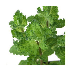 iϗtAjn[uc@~g@J[[@3i1|bgj@ƒ؉