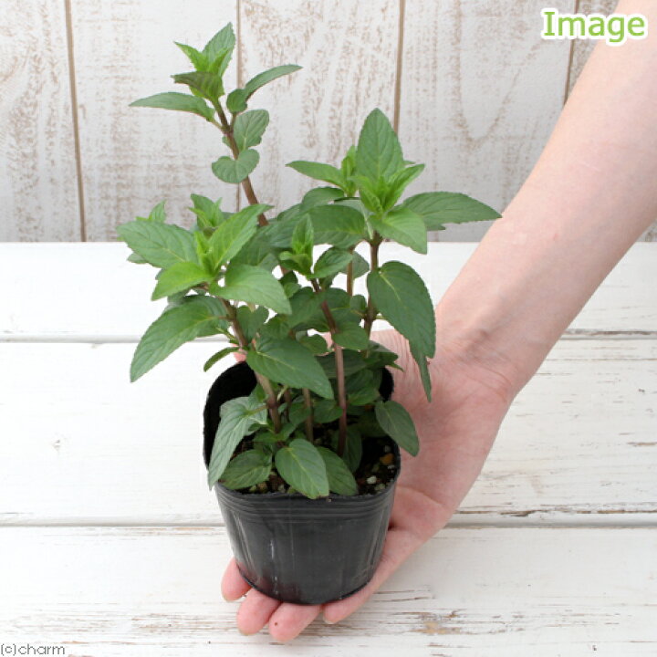 144円 【64%OFF!】 観葉植物 ハーブ苗 マートル 3号 1ポット 家庭菜園 144円 【64%OFF!】 観葉植物 ハーブ苗 マートル 3号 1ポット 家庭菜園