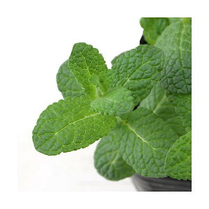 iϗtAjn[uc@~g@Abv~g@3i5|bgj@ƒ؉