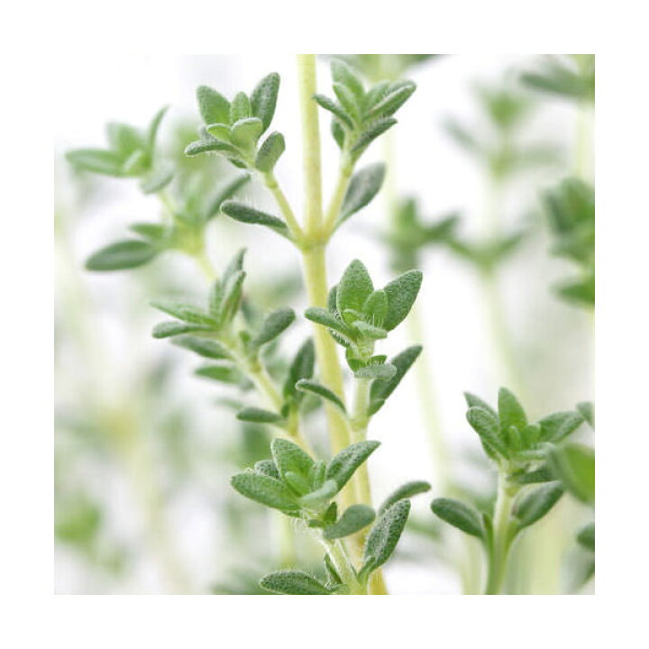 スピード対応 全国送料無料 観葉植物 ハーブ苗 タイム ラベンダー ３号 １ポット 家庭菜園 料理 Riosmauricio Com