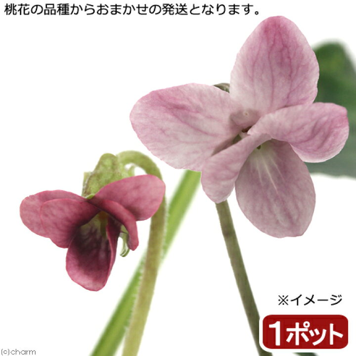 楽天市場 観葉植物 ハーブ苗 スイートバイオレット ニオイスミレ 桃色 ３号 １ポット 家庭菜園 Charm 楽天市場店