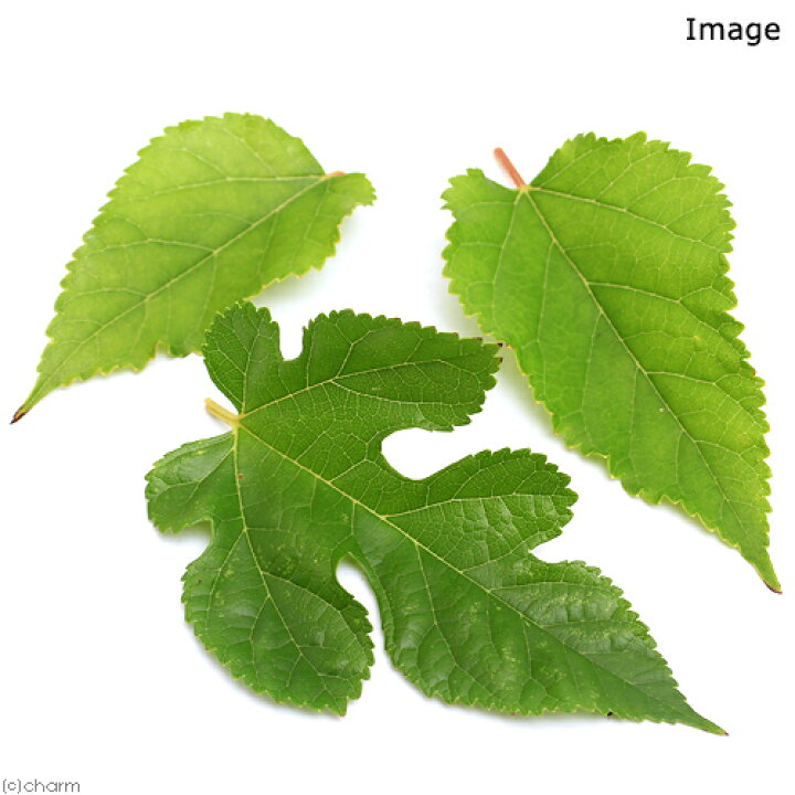 楽天市場 観葉植物 国産 とれたて クワの葉 無農薬 １パック分 うさぎ リクガメのおやつ 北海道冬季発送不可 Charm 楽天市場店
