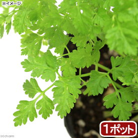 （観葉植物）ハーブ苗　チャービル　3号（1ポット）　家庭菜園　料理【HLS_DU】