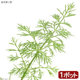 （観葉植物）ハーブ苗　ディル　3号（1ポット）　家庭菜園　料理　ティー【HLS_DU】