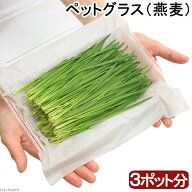 （観葉植物）国産　とれたて生牧草　新鮮若葉　ペットグラス（燕麦）（3ポット分）　無農薬　うさぎ　猫…